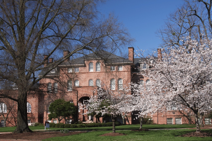 NC State University campus in the spring with blooming trees